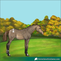 Horse Color:Buckskin Dun Appaloosa  and Buckskin Dun Appaloosa 