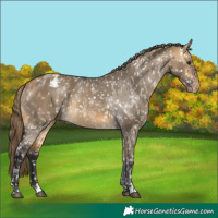 Horse Color:Buckskin Dun Appaloosa and Buckskin Dun Appaloosa