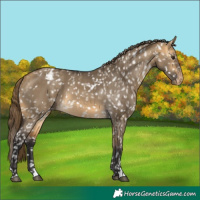 Horse Color:Buckskin Dun Blanket and Buckskin Dun Blanket