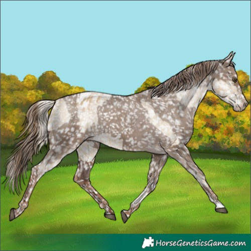 Horse Color:Chocolate Palomino Dun Appaloosa  and Liver Red Dun Appaloosa 