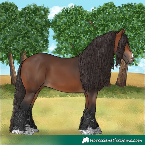 Horse Color:Bay 