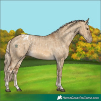 Horse Color:Chocolate Palomino Dun Appaloosa and Chocolate Palomino Dun Appaloosa