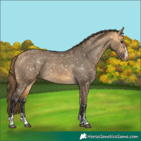 Horse Color:Buckskin Dun Appaloosa and Buckskin Dun Appaloosa