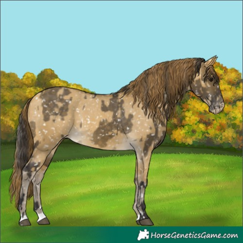 Horse Color:Buckskin Dun Appaloosa  and Sable Cream Champagne Dun Appaloosa 