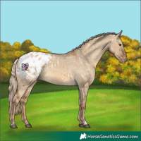 Horse Color:Chocolate Palomino Dun Appaloosa  and Chocolate Palomino Dun Appaloosa 