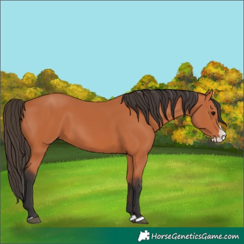 Horse Color:Bay Splash 