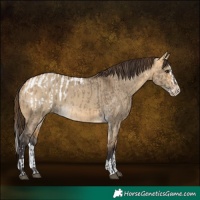 Horse Color:Buckskin Dun Appaloosa  and Buckskin Dun Splash 