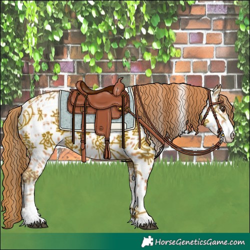 Horse Color:Chestnut Appaloosa