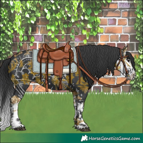 Horse Color:Black  and Black Splash 