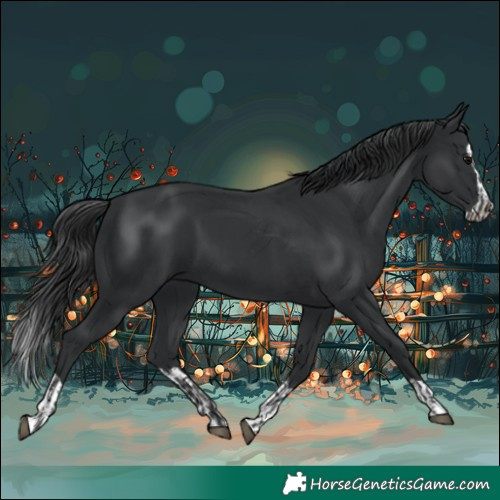 Horse Color:Black and Black Splash