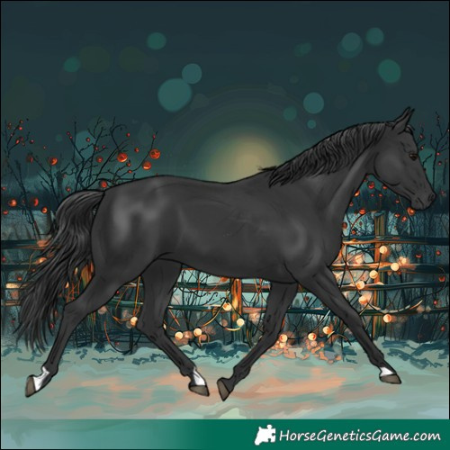 Horse Color:Black 