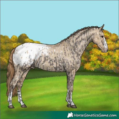 Horse Color:Smoky Grullo Appaloosa  and Classic Cream Champagne Dun Appaloosa 