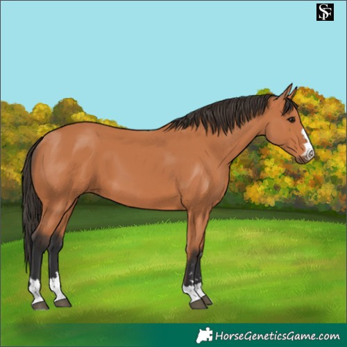 Horse Color:Bay 