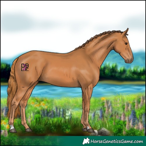 Horse Color:Chestnut 