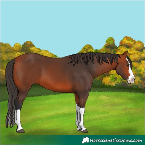 Horse Color:Unknown 