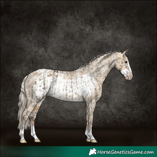 Horse Color:Powder White Buckskin Dun Appaloosa and Chocolate Palomino Dun Frame Appaloosa