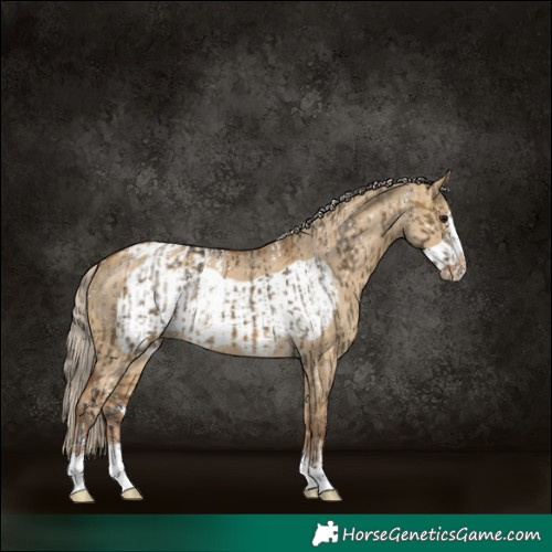 Horse Color:Powder White Buckskin Dun Appaloosa  and Chocolate Palomino Dun Frame Appaloosa 