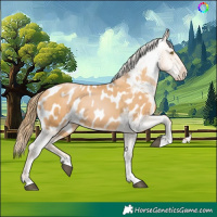 Horse Color:Chestnut Pearl Appaloosa 