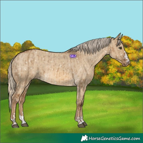 Horse Color:Chocolate Palomino Dun Appaloosa  and Chocolate Palomino Dun Appaloosa 