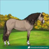 Horse Color:Liver Red Dun 