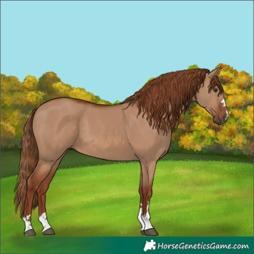 Horse Color:Red Dun 