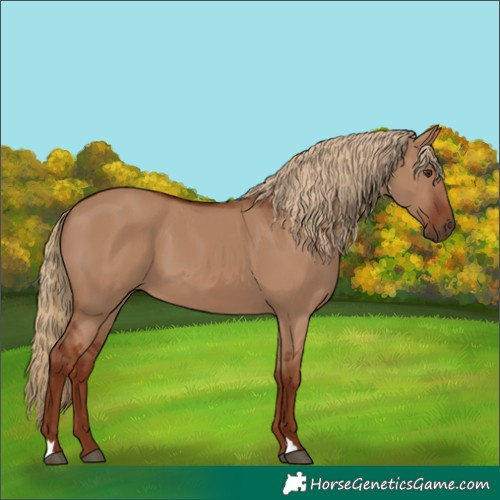 Horse Color:Red Dun 