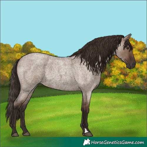 Horse Color:Liver Red Dun Roan 