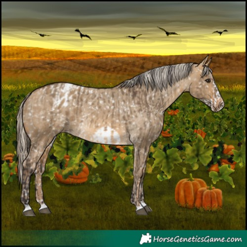 Horse Color:Buckskin Dun  and Chocolate Palomino Dun Frame Appaloosa 