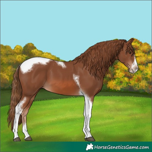 Horse Color:Chestnut Splash Tobiano Frame 