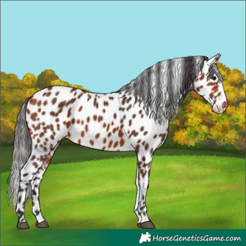 Horse Color:Bay Appaloosa 