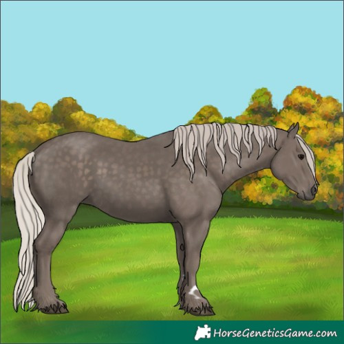 Horse Color:Silver Black