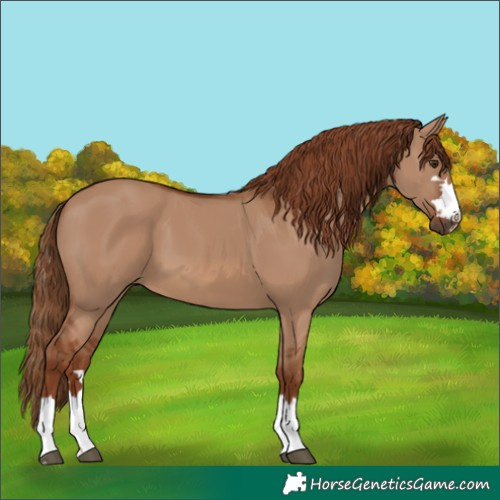 Horse Color:Red Dun 
