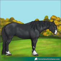 Horse Color:Black 