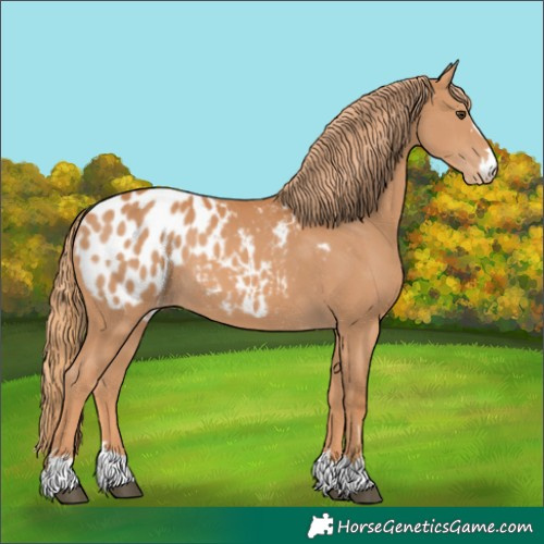 Horse Color:Chestnut Appaloosa