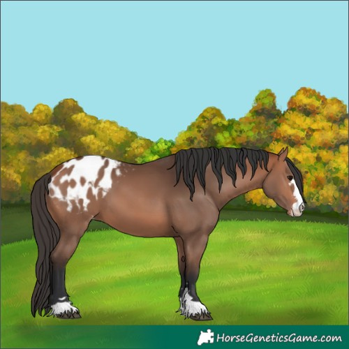 Horse Color:Bay Blanket 