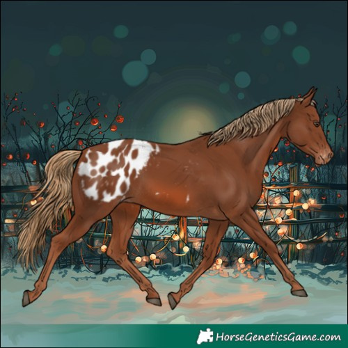 Horse Color:Chestnut Appaloosa