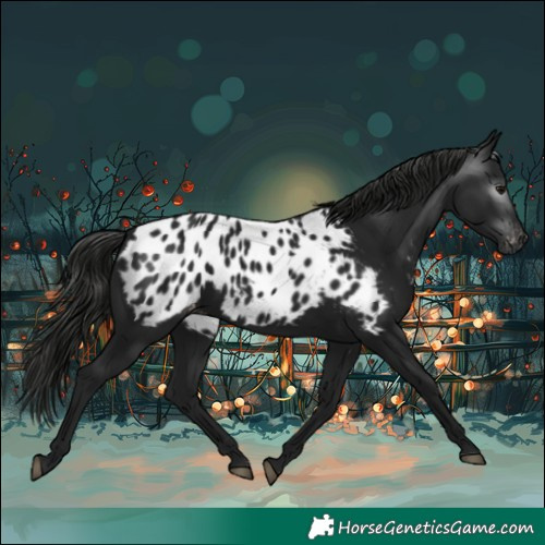 Horse Color:Gray Black Appaloosa 