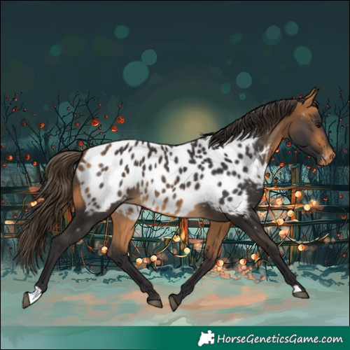Horse Color:Buckskin Near Leopard