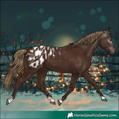 Horse Color:Gray Chestnut Blanket 