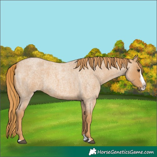 Horse Color:Red Roan Splash 