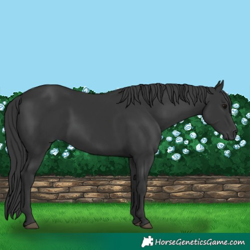 Horse Color:Black Rabicano 