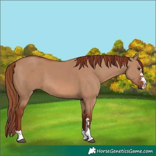 Horse Color:Red Dun 