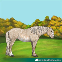 Horse Color:Chocolate Palomino Dun Appaloosa and Chocolate Palomino Dun Frame Appaloosa