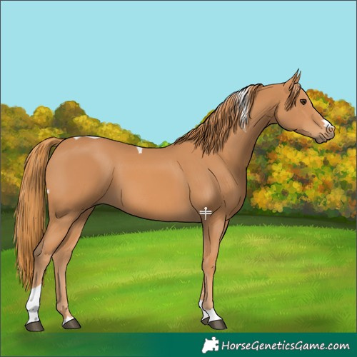 Horse Color:Chestnut Tobiano 