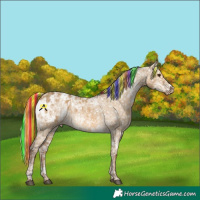Horse Color:Painted Chocolate Palomino Dun Appaloosa  and Chocolate Palomino Ice Dun Appaloosa 