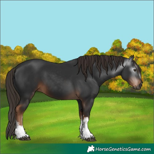 Horse Color:Gray White Spotted Liver Chestnut