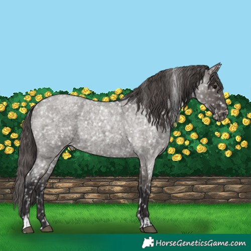 Horse Color:Smoky Grullo Roan Appaloosa and Smoky Grullo Roan Appaloosa Rabicano