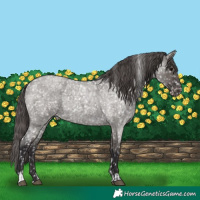 Horse Color:Smoky Grullo Roan Appaloosa and Smoky Grullo Roan Appaloosa Rabicano