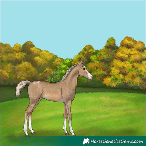 Horse Color:Unknown 