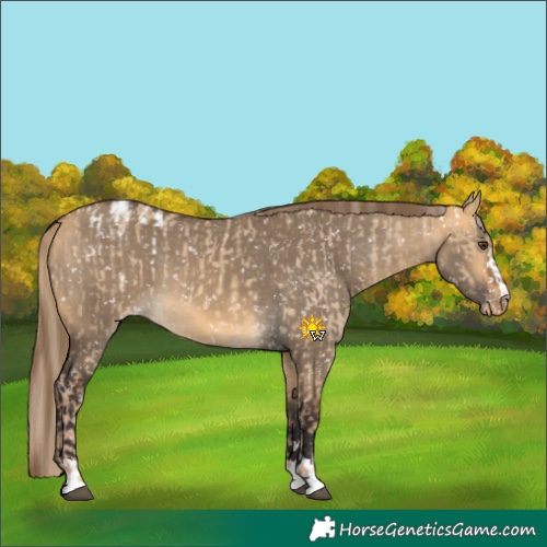 Horse Color:Chocolate Palomino Dun Appaloosa  and Buckskin Dun Appaloosa 